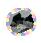 マメとハク丸（個別スタンプ：12）