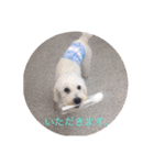 とても可愛いワンコたち（個別スタンプ：6）