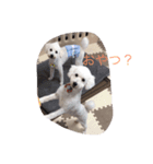とても可愛いワンコたち（個別スタンプ：8）