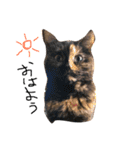 もずくとうずらとふうがのすたんぷ。（個別スタンプ：4）