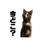 もずくとうずらとふうがのすたんぷ。（個別スタンプ：19）