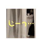 わぽさぼコンビ  1（個別スタンプ：2）