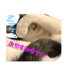 わぽさぼコンビ  1（個別スタンプ：5）