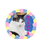わぽさぼコンビ  1（個別スタンプ：6）
