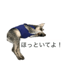 お眠なセナくん（個別スタンプ：8）