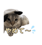 まぁにゃん2（個別スタンプ：6）