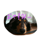 僕の犬！（個別スタンプ：1）