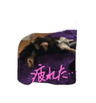 僕の犬！（個別スタンプ：2）