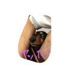 僕の犬！（個別スタンプ：7）