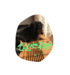 僕の犬！（個別スタンプ：8）