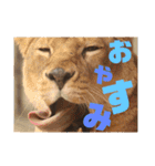 あにまるすたんぷ。～日常編～（個別スタンプ：4）