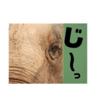 あにまるすたんぷ。～日常編～（個別スタンプ：6）