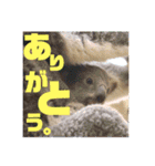 あにまるすたんぷ。～日常編～（個別スタンプ：8）