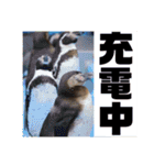 あにまるすたんぷ。～日常編～（個別スタンプ：11）