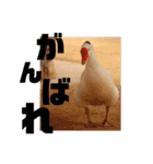 あにまるすたんぷ。～日常編～（個別スタンプ：12）