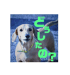 あにまるすたんぷ。～日常編～（個別スタンプ：13）