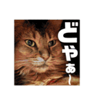 あにまるすたんぷ。～日常編～（個別スタンプ：14）