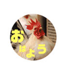 あにまるすたんぷ。～日常編～（個別スタンプ：17）