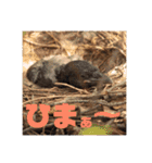 あにまるすたんぷ。～日常編～（個別スタンプ：21）