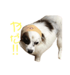 ミロ＆サージュ（個別スタンプ：3）