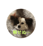 ミロ＆サージュ（個別スタンプ：5）