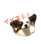 ミロ＆サージュ（個別スタンプ：14）