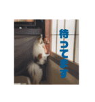 ミロ＆サージュ（個別スタンプ：16）