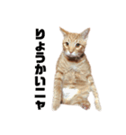 茶トラねこのわさび。（個別スタンプ：1）