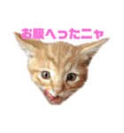 茶トラねこのわさび。（個別スタンプ：4）