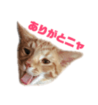 茶トラねこのわさび。（個別スタンプ：5）