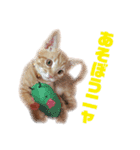 茶トラねこのわさび。（個別スタンプ：6）