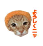 茶トラねこのわさび。（個別スタンプ：7）
