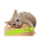 茶トラねこのわさび。（個別スタンプ：8）