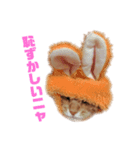茶トラねこのわさび。（個別スタンプ：9）
