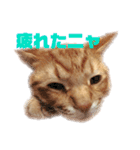 茶トラねこのわさび。（個別スタンプ：10）