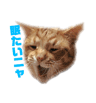 茶トラねこのわさび。（個別スタンプ：11）