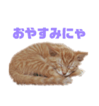 茶トラねこのわさび。（個別スタンプ：12）