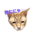 茶トラねこのわさび。（個別スタンプ：13）