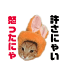 茶トラねこのわさび。（個別スタンプ：15）
