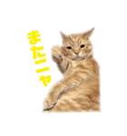 茶トラねこのわさび。（個別スタンプ：16）