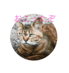 みきとよしえとねこのひび（個別スタンプ：8）