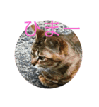 みきとよしえとねこのひび（個別スタンプ：9）