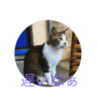 みきとよしえとねこのひび（個別スタンプ：10）