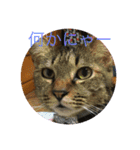 みきとよしえとねこのひび（個別スタンプ：12）