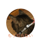みきとよしえとねこのひび（個別スタンプ：13）