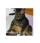 みきとよしえとねこのひび（個別スタンプ：14）