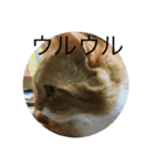 みきとよしえとねこのひび（個別スタンプ：15）
