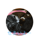 みきとよしえとねこのひび（個別スタンプ：16）