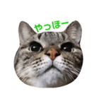 うちのねこシリーズ（個別スタンプ：5）