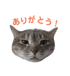 うちのねこシリーズ（個別スタンプ：6）